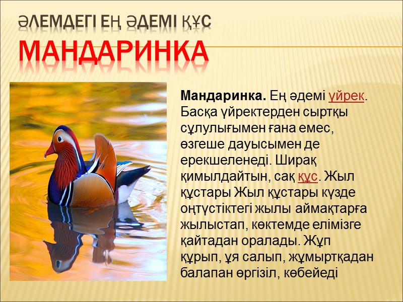 Әлемдегі ең әдемі құс Мандаринка Мандаринка. Ең әдемі үйрек. Басқа үйректерден сыртқы сұлулығымен ғана